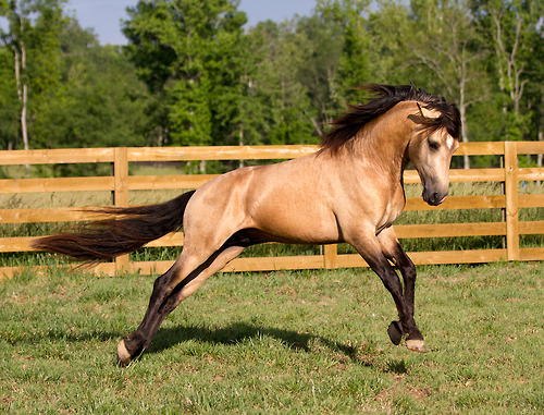 Dun Coloured Horses